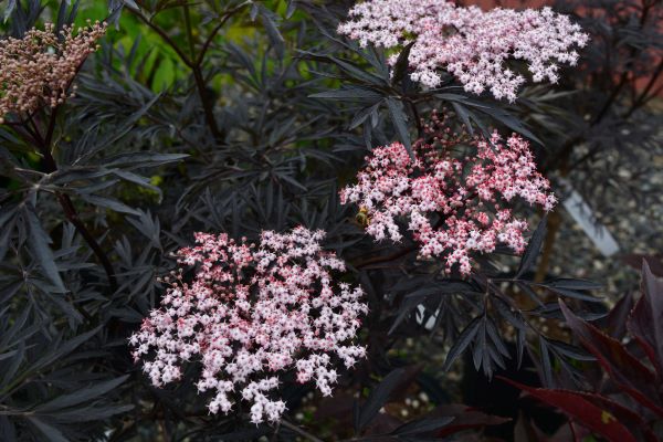 Black Lace Elderberry